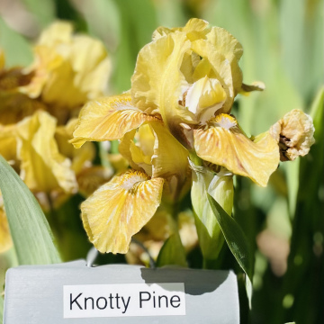 Knotty Pine