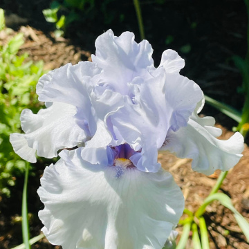 Crystal Angel